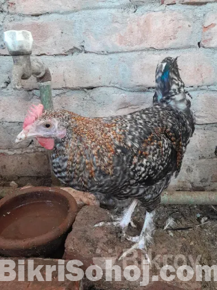 ক্রস বিট দুটি মোরগ